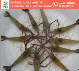 养殖青虾视频,从视频看高效养殖技巧