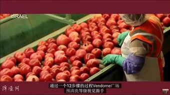 种石榴视频,从播种到收获的精彩瞬间