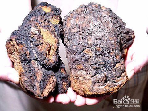 桦树茸食用方法视频,视频教程教你轻松烹饪