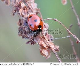 七星瓢虫的视频,大自然的微型守护者