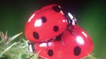 七星瓢虫的视频,大自然的微型守护者