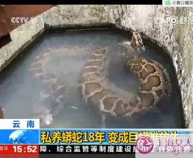 养蟒蛇视频,跟随视频领略蟒蛇世界的奇妙瞬间