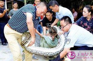 养蟒蛇视频,跟随视频领略蟒蛇世界的奇妙瞬间